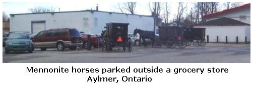 Mennonite horse & buggies