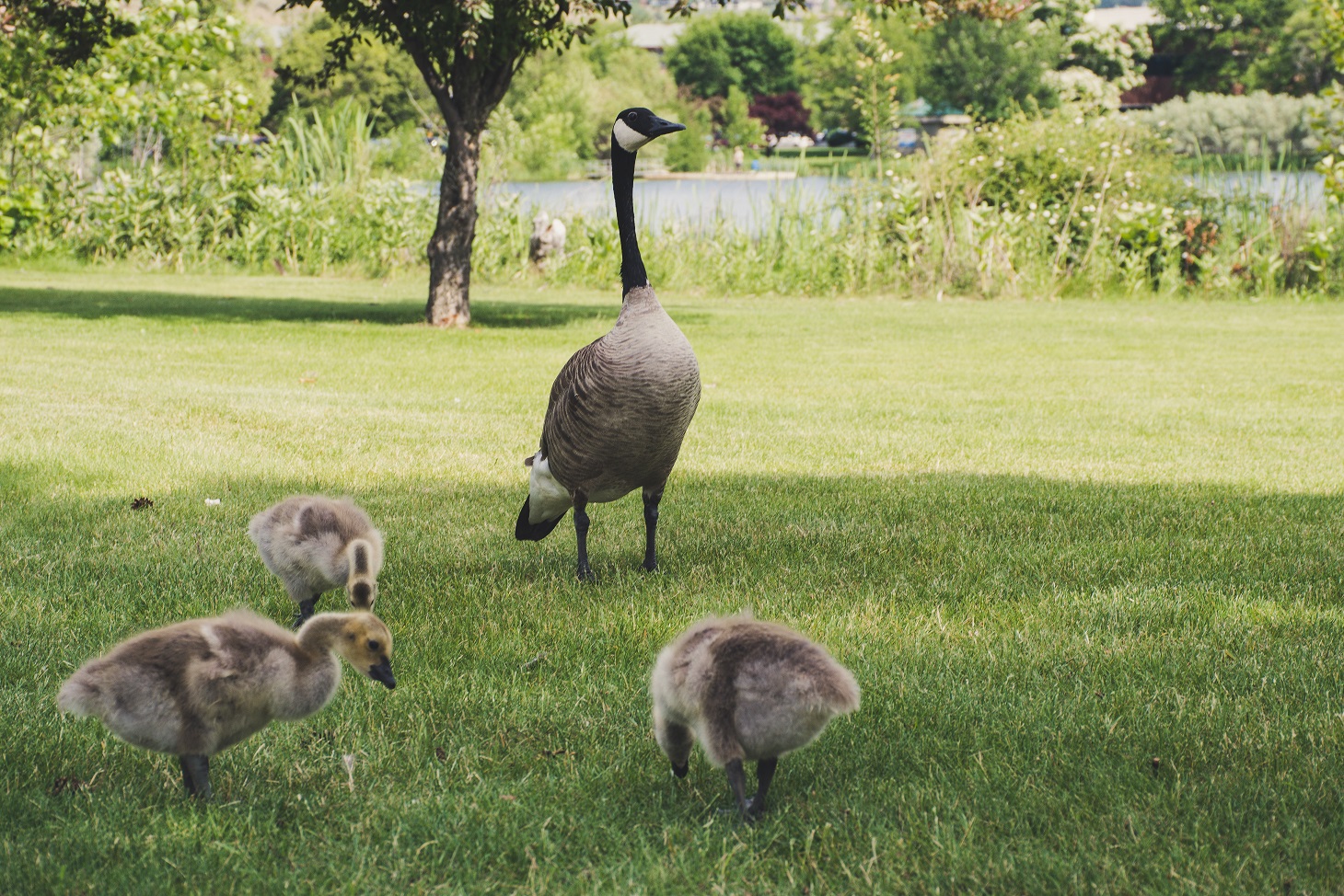 Mother Goose watching over her young goslings, Canada