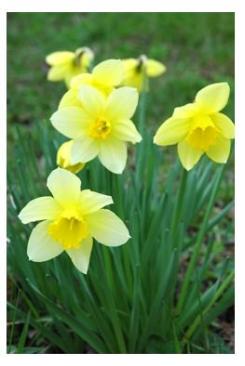 Daffodils - springtime beauty - jonquilles in Ontario