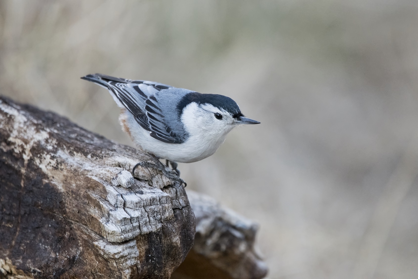 White Breasted Nuthatch in Ontario