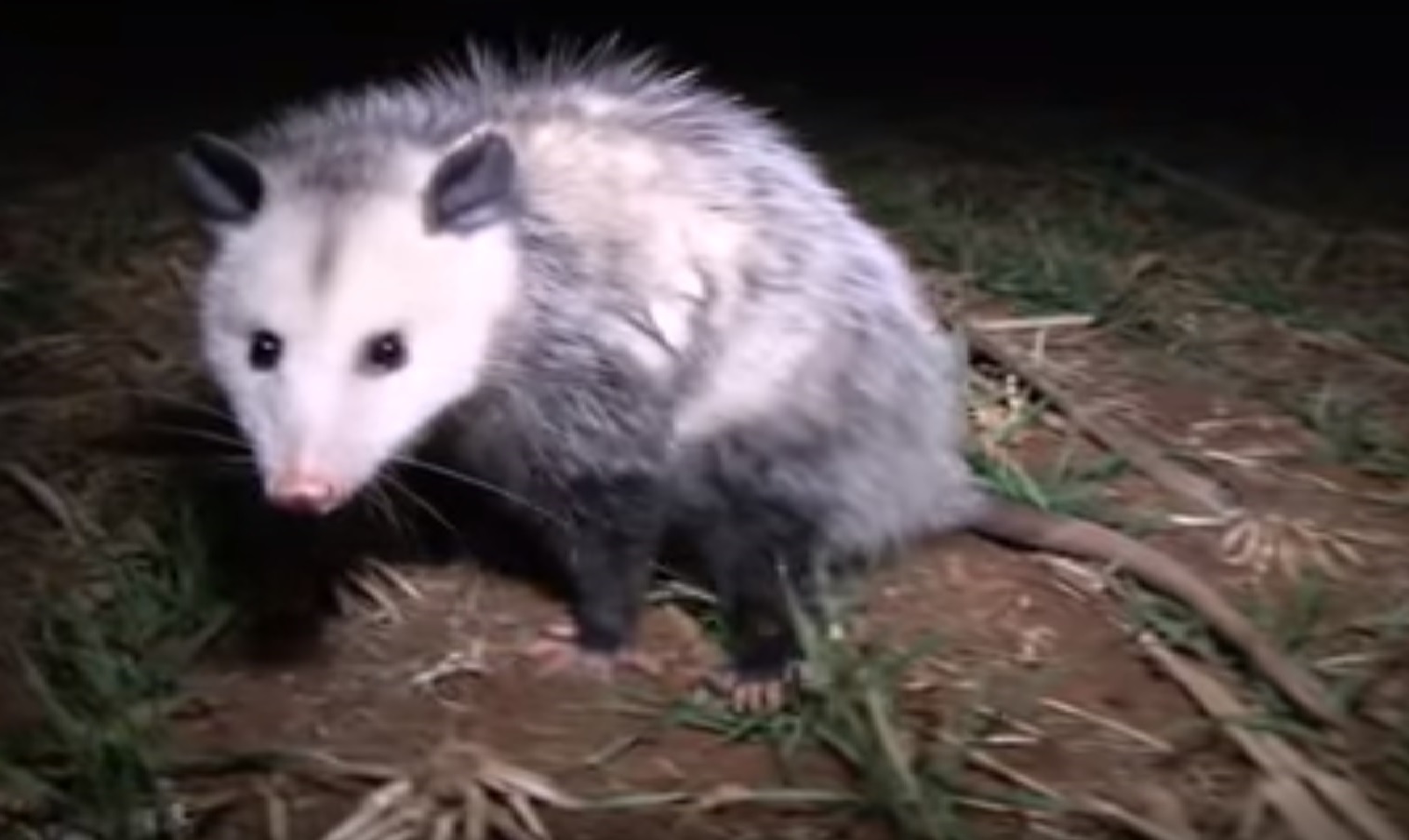 The Virginia Opossum is now found in Canada, Possum on the grass