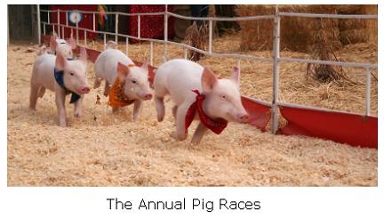 Pig Races in Simcoe, Ontario