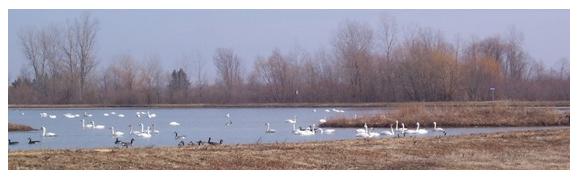 Tundra Swans at the  Wildlife Management Area, Hacienda Road, Aylmer