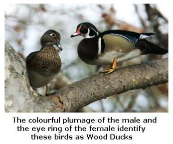 Pair of Wood Ducks on the branch of a tree