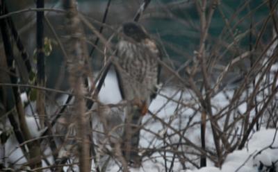 Hawk through an apartment window Ontario