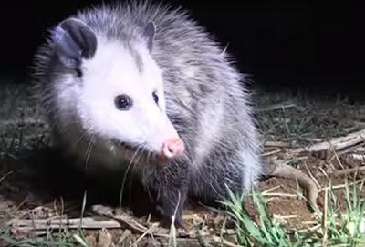 A fine Possum!