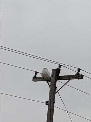 Snowy Owl male on telephone pole