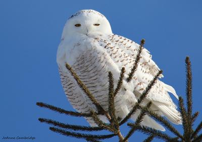 Snowy Owl in Kitchener Ontario