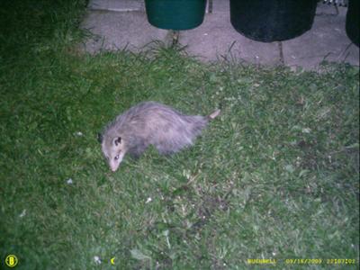 Possums In Peel!!