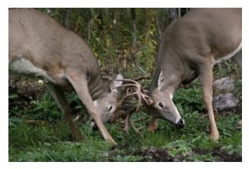 Two bucks, male white tailed deer with antlers locked
