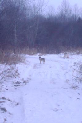 Possible Wolf sighted in Erin, Ontario