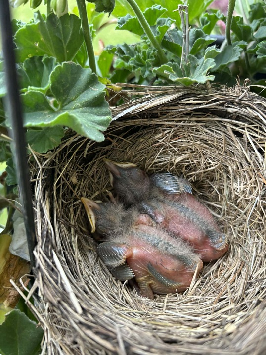 baby robins in nest baby robins in nest
