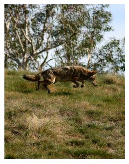 Coyote hunting