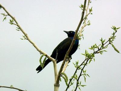 Grackle