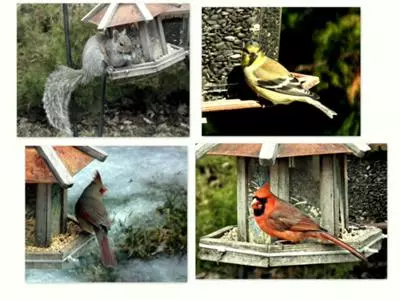 assorted backyard birds