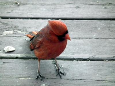 Cardinal Complaining