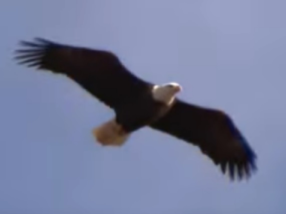 Bald Eagle in flight soaring against a blue sky background