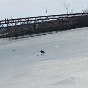 Bald Eagle and Prey