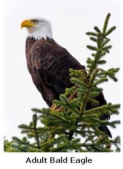 Majestic Adult Bald Eagle in an evergreen tree