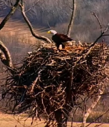 American Eagle building a large nest in a tree