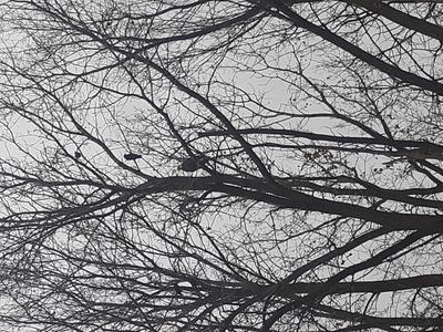Bald Eagles in trees align=
