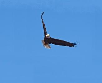 Bald Eagle in Flight