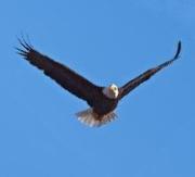 Bald Eagle in flight