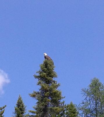 Butler Lake Bald Eagle in Northern Ontario