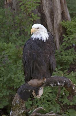 Adult Bald Eagle