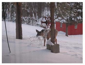 One White Tail Deer in the snow in Ontario looking at the Christmas decorations