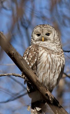 Barred Owl - did the one you saw look like this?