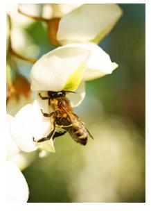Honey Bee, Ontario, Canada