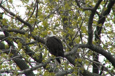 Bald Eagle