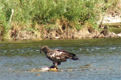 Young Bald Eagle