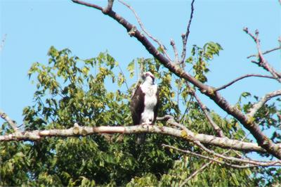 Osprey