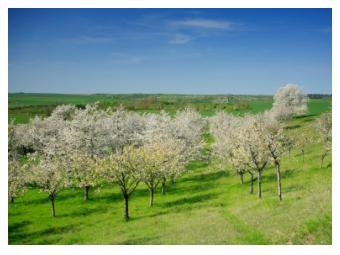 Apple blossom in the orchard in Ontario in Spring