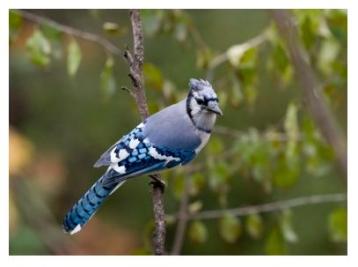 Blue Jay bird on the branch of a tree