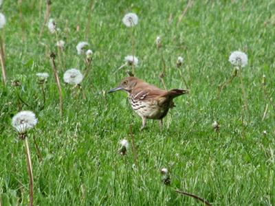 Brown Thrasher