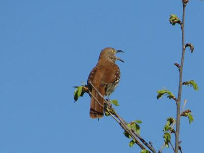 Male Brown Thrasher