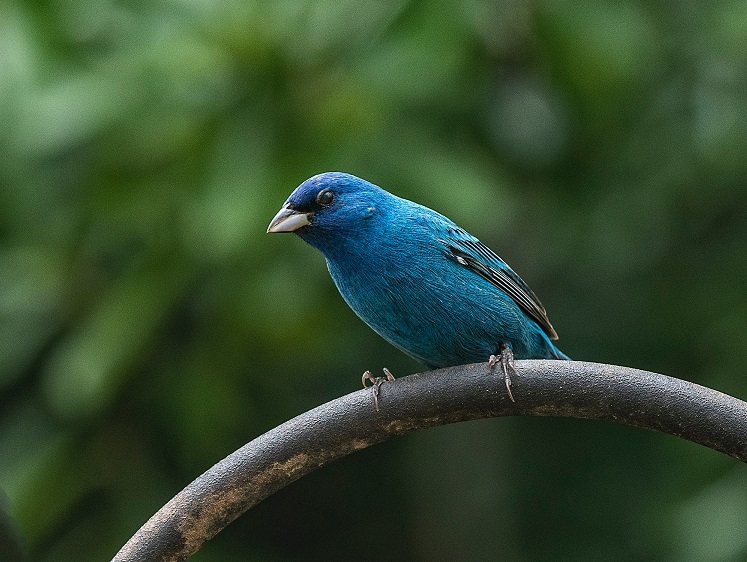 Male Indigo Bunting sitting on branch