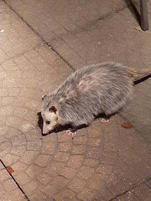 Possum in Cambridge, Ontario