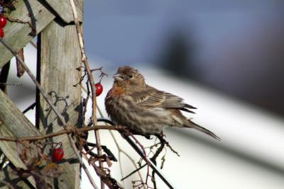 Is this a Sparrow of some kind?