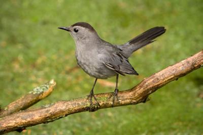 Gray Catbird