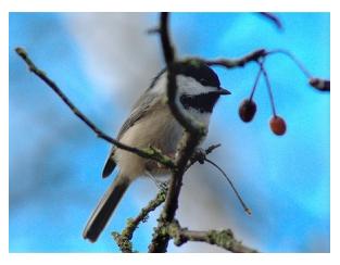 The Cheeky Chickadee on a branch with berries and blue background