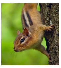 Chipmunk in Ontario on a tree