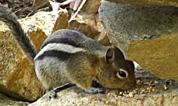 Chipmunk looking for food in a rock pile, Eastern Chipmunk in Ontario