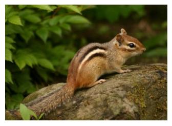 Eastern Chipmunk of Ontario sitting on a rock