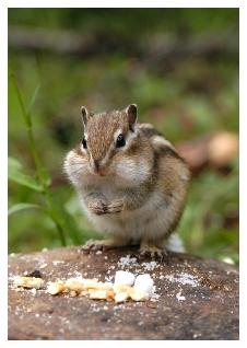 Chipmunk stuffing his cheeks with food