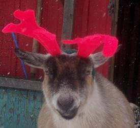 Pygmy Goat dressed as Rudolph the Red Nosed Reindeer