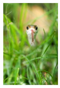 garter snake in grass looking at photographer